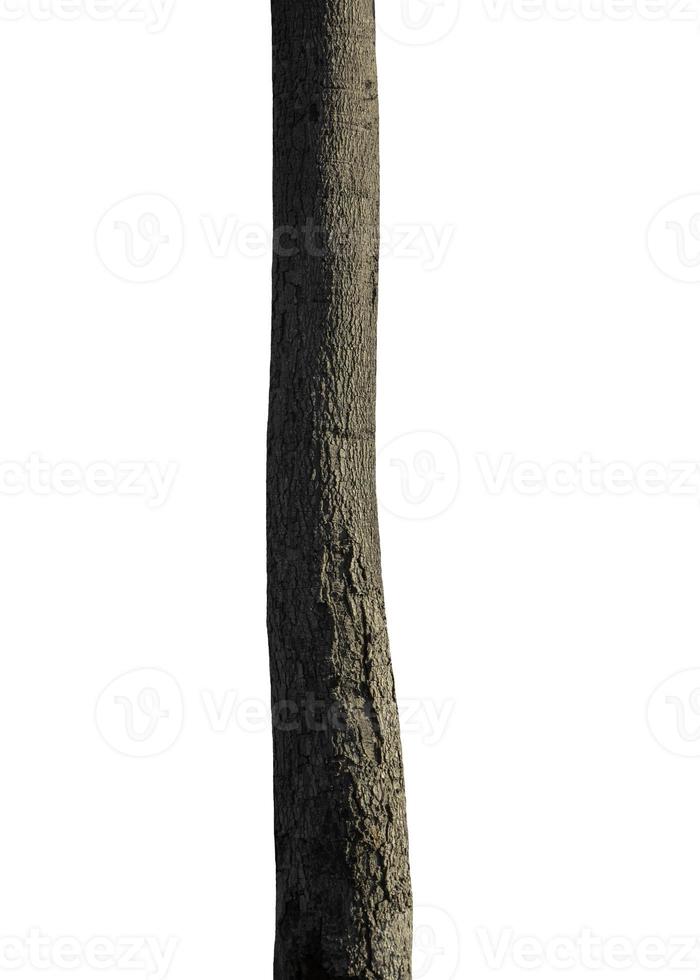 trunk av en träd isolerat på vit bakgrund foto