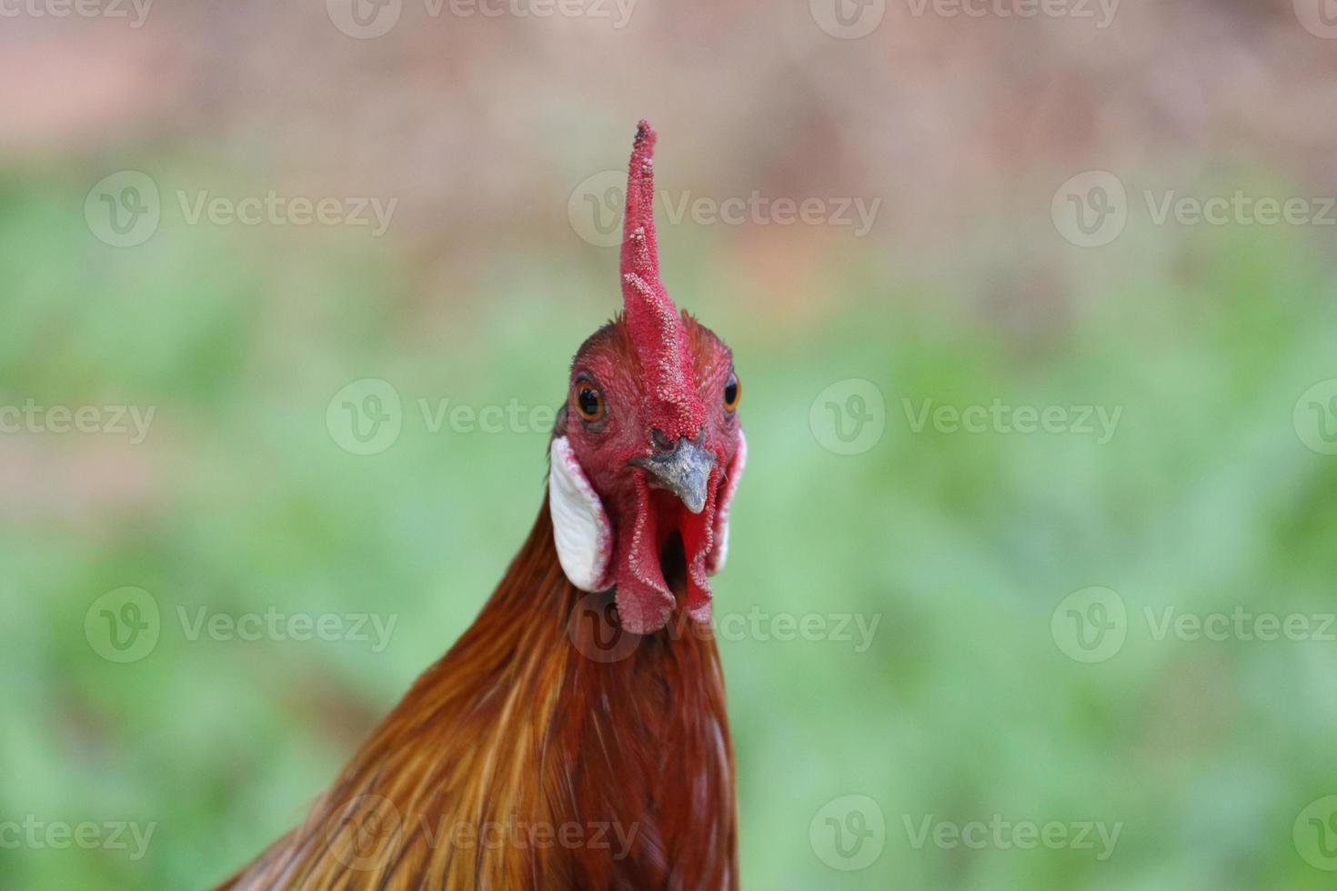 röd junglefowl ser in i de kamera foto