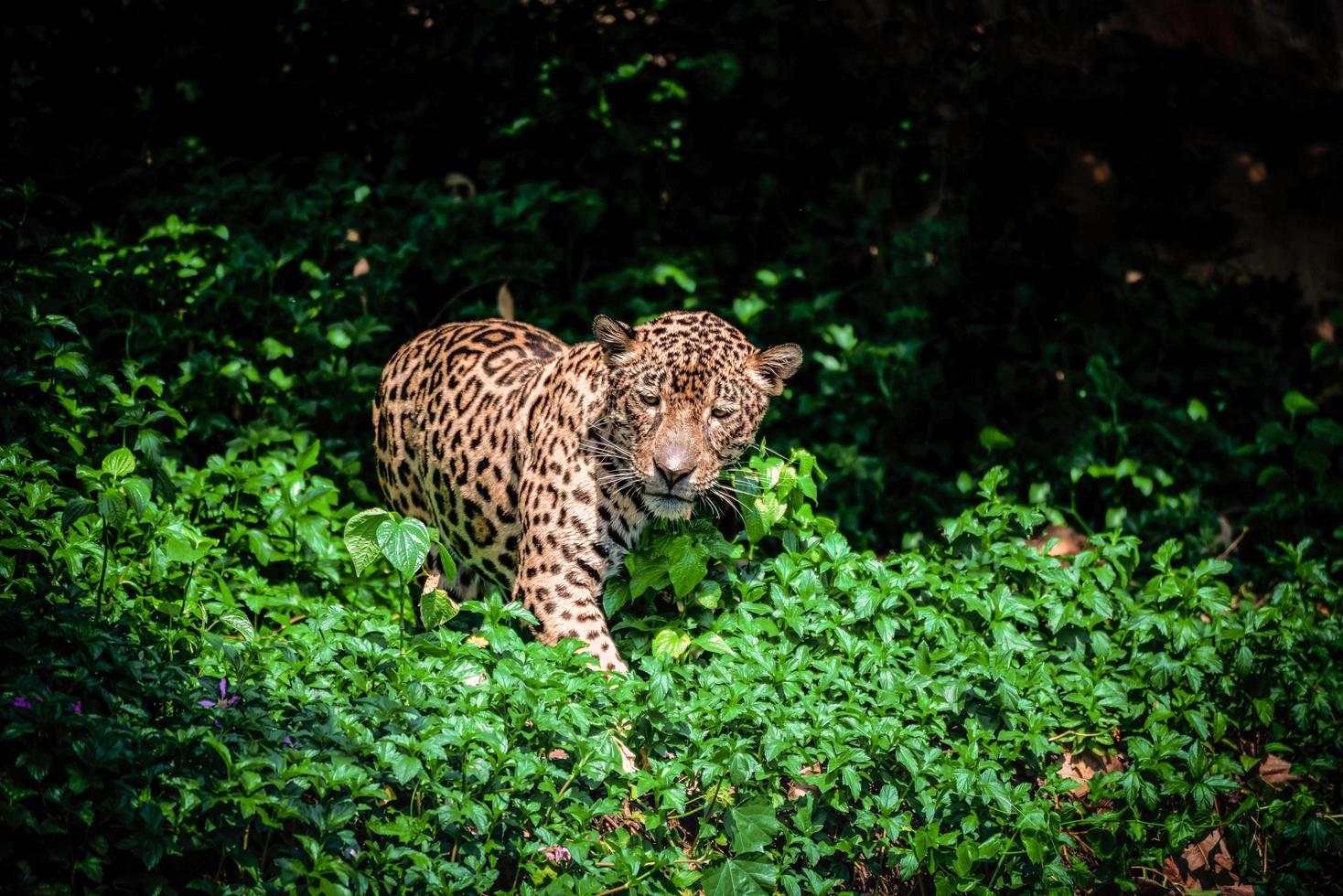 tiger leopard jaguar djur- vilda djur och växter jakt foto