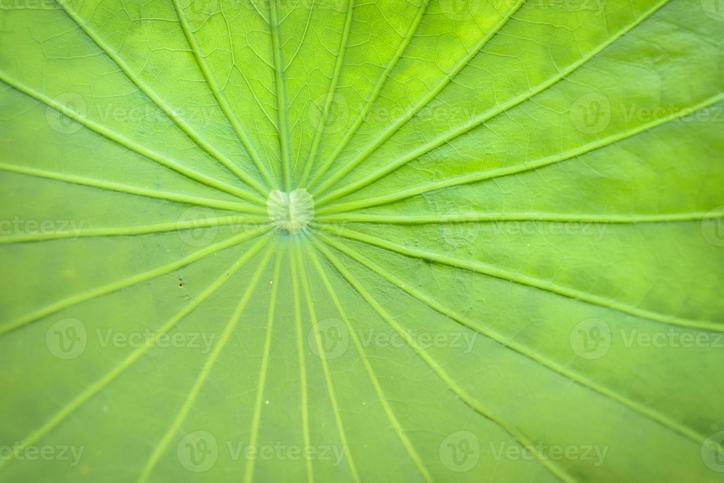 lotusbladsstruktur foto