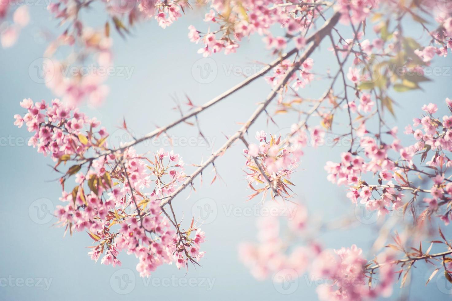 rosa körsbärsblommor mot en blå himmel foto