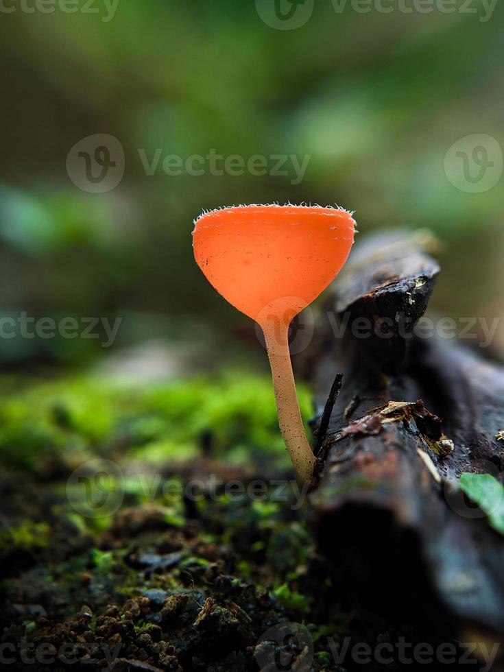 champagne svampar eller kopp svamp växande på mossiga landa i regnskog i Indonesien, makro natur, vald fokus foto
