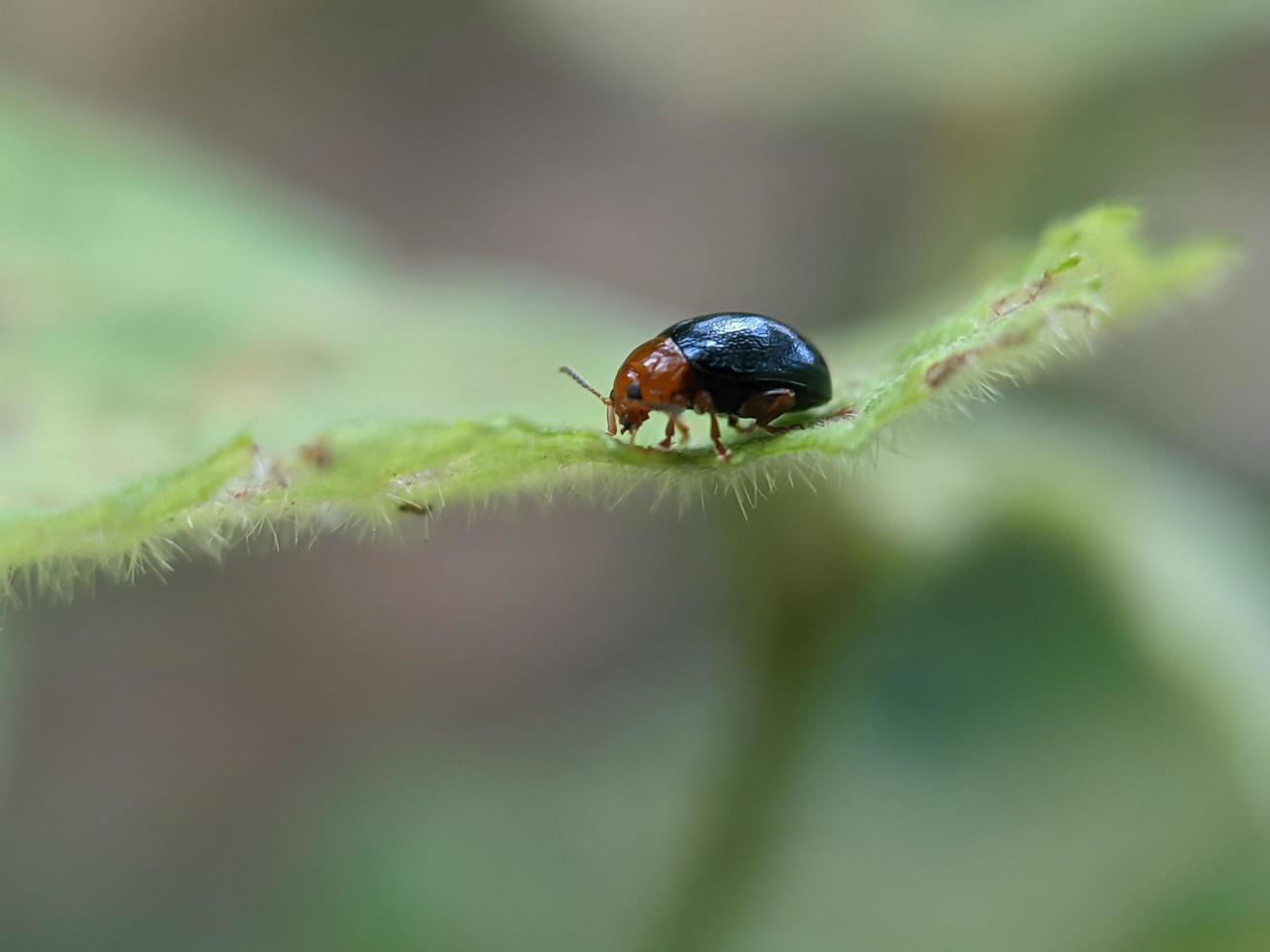 afton är en släkte av skalbaggar, i de blad skalbagge familj chrysomelidae, inföding till Europa och Asien foto