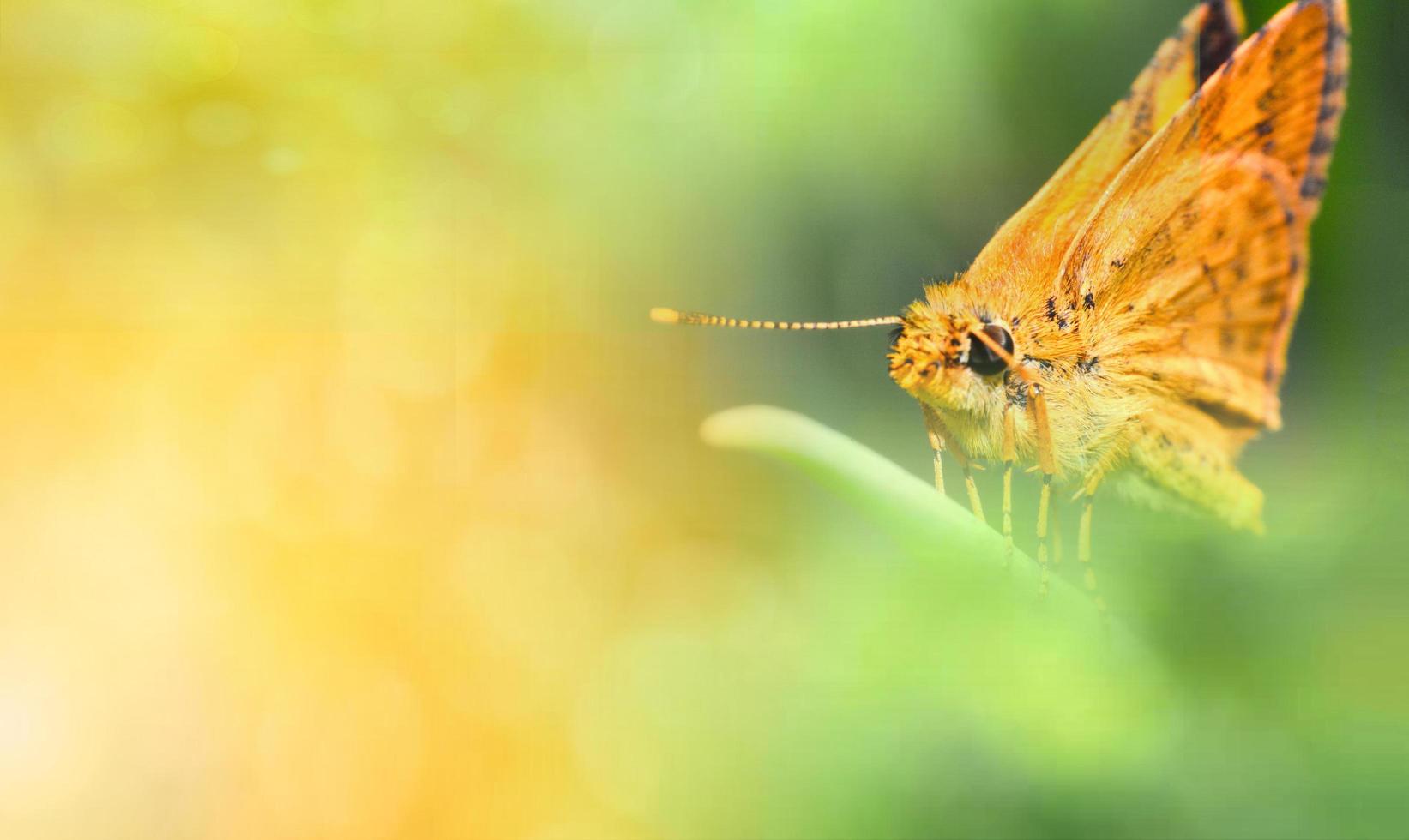 orange fjäril på grön växt skön natur grön och gul bakgrund foto