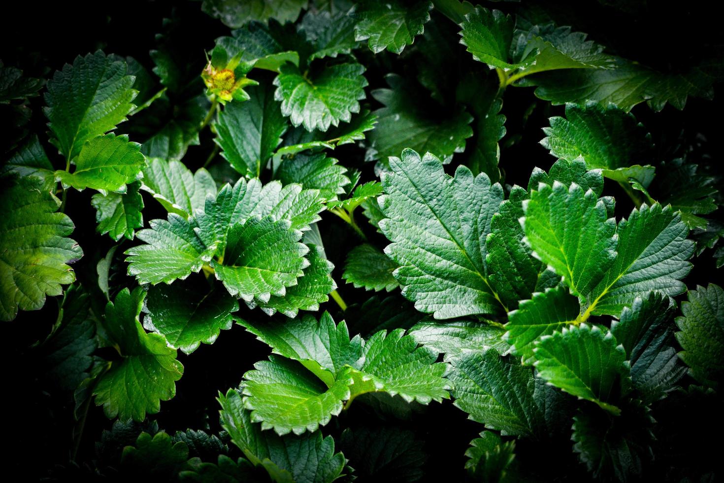 jordgubb växt löv mörk bakgrund färsk grön blad organisk jordgubbar växande plantage på fält foto