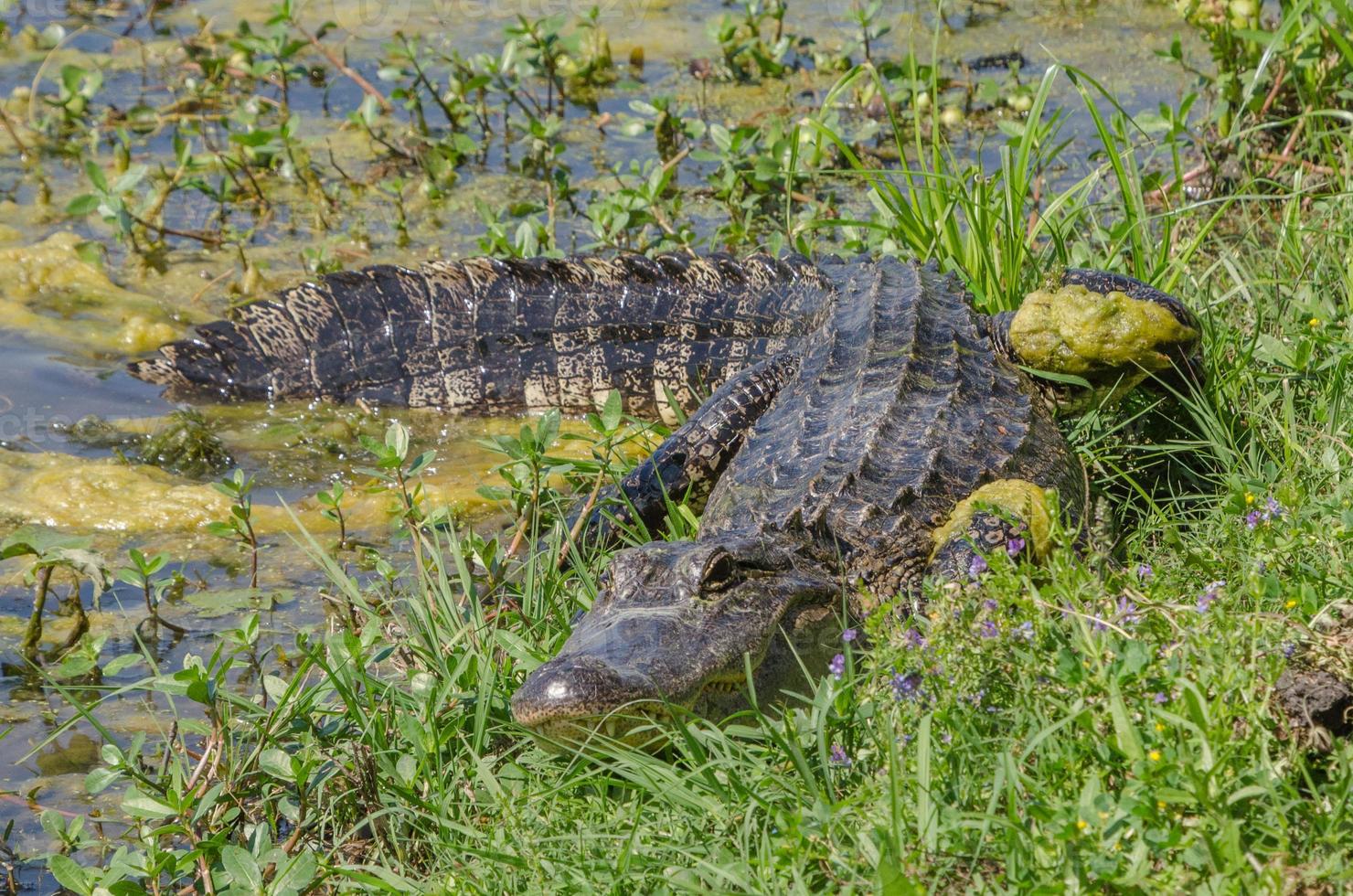 ett amerikan alligator vilar på de vattnen kant som den värms upp upp i de Sol, men den håller en vaksam öga på de närliggande gångstig. foto