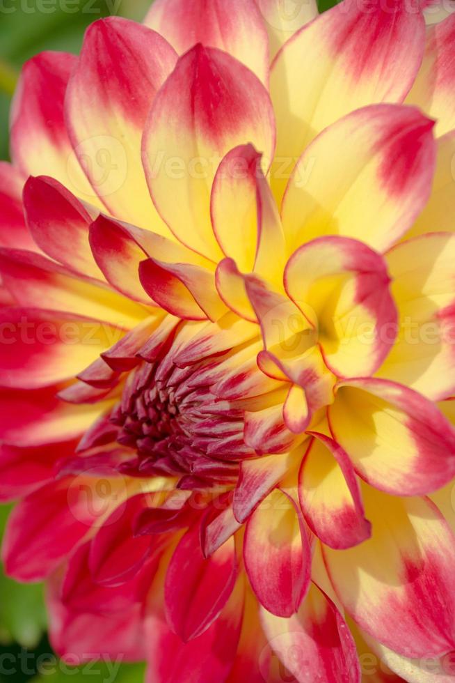 närbild av en röd och gul dahlia blomma. foto