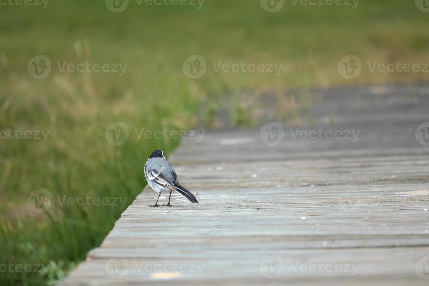 pied ärla på en gångbro på de vattnen kant. sångfågel på de Strand av en sjö foto