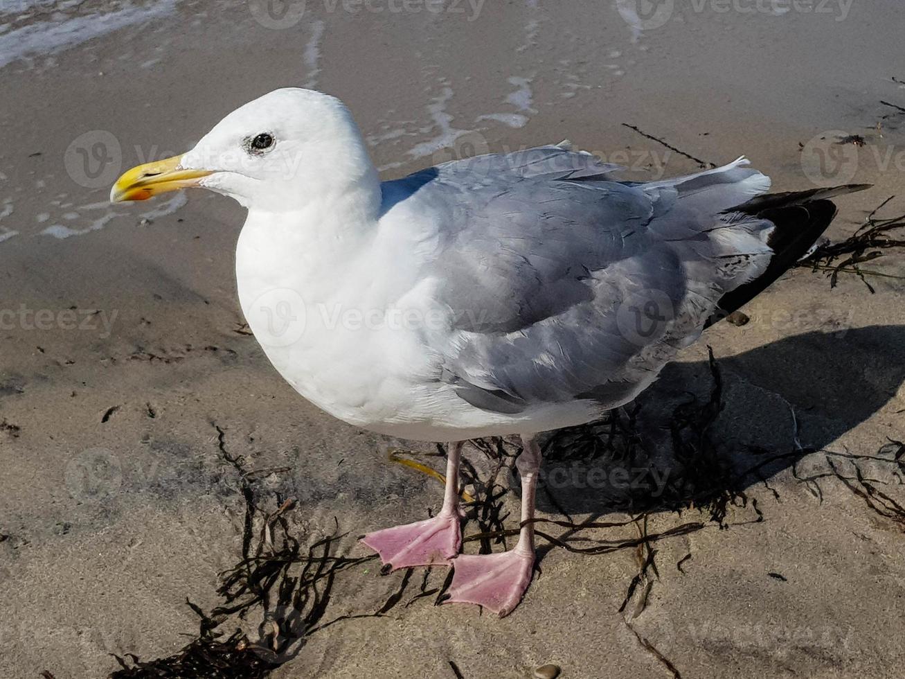 fiskmås larinae på de baltic hav foto