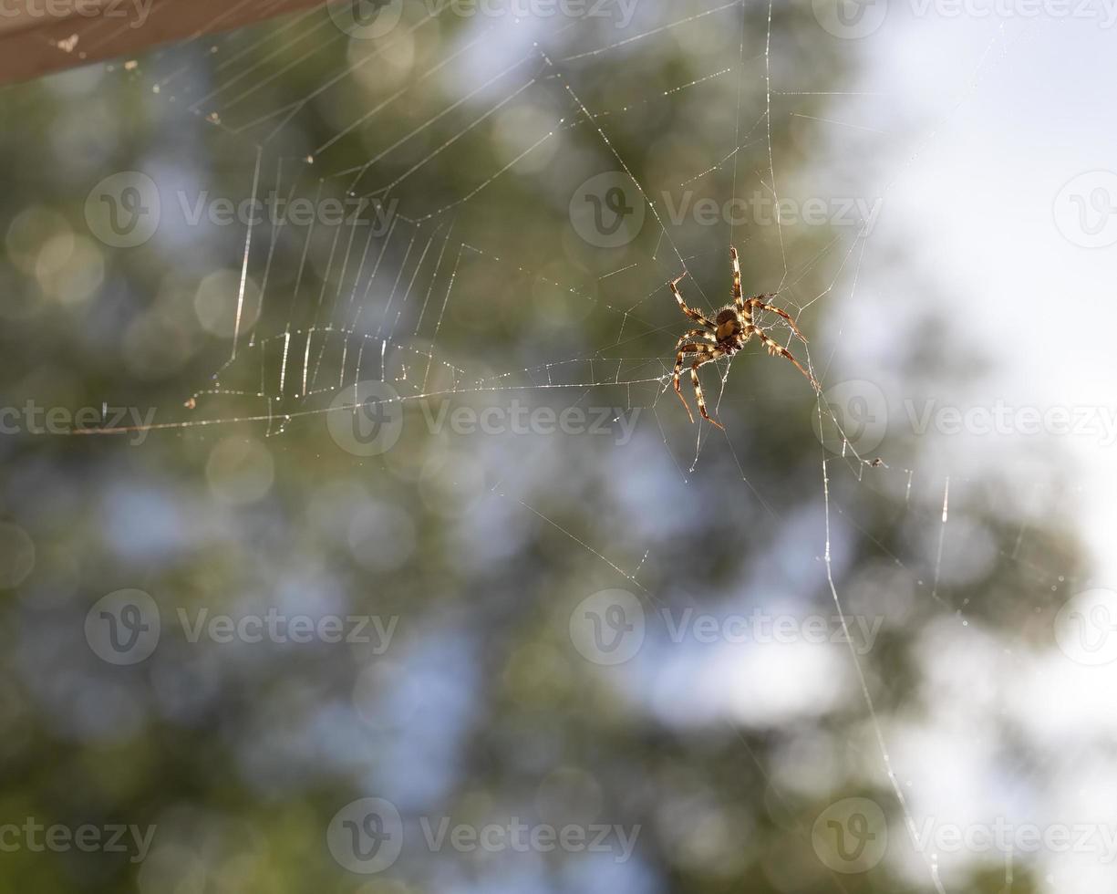 bakgrundsbelyst klot vävare Spindel i webb foto