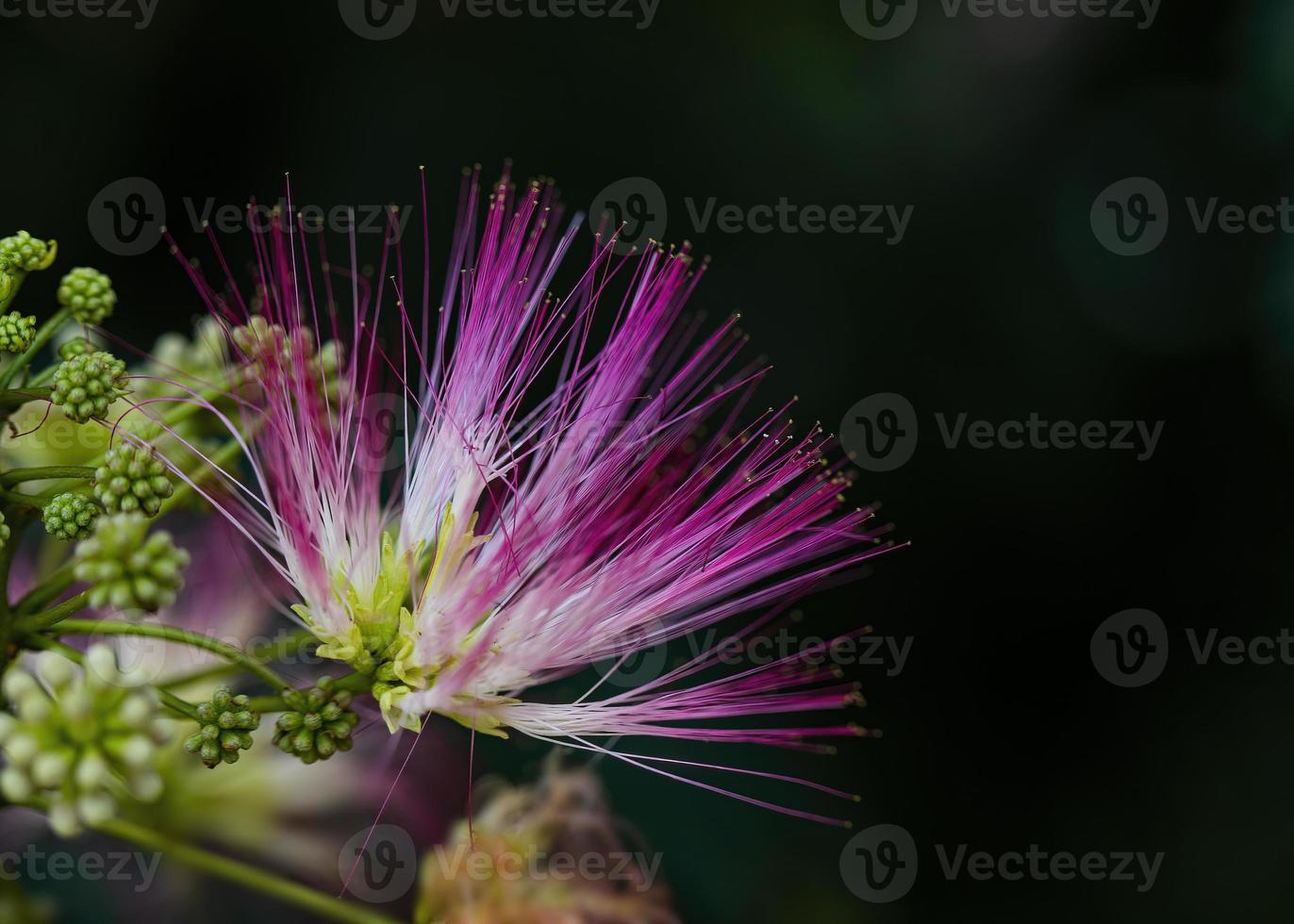 enda rosa mimosa träd blomma foto