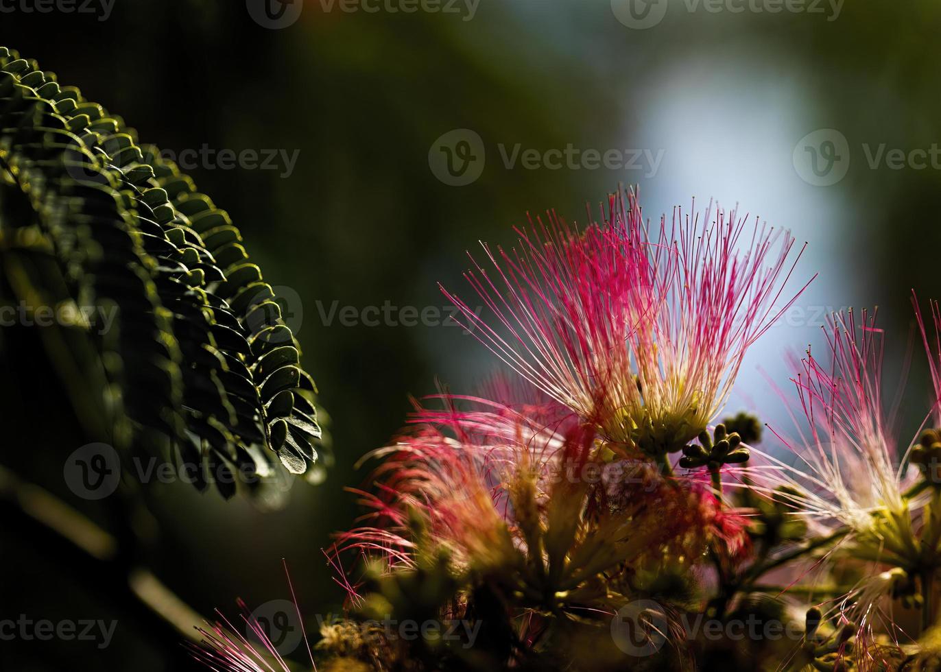 bakgrundsbelyst mimosa blooms och löv foto