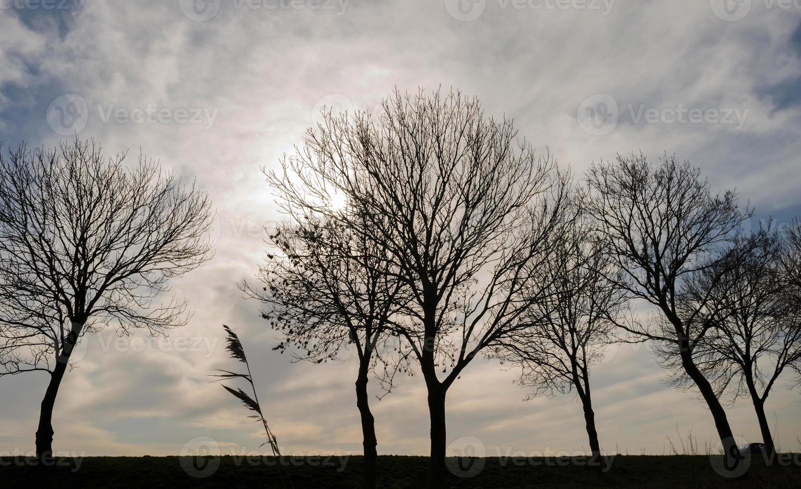 träd i solljus längs jordbruksmark på vintern foto