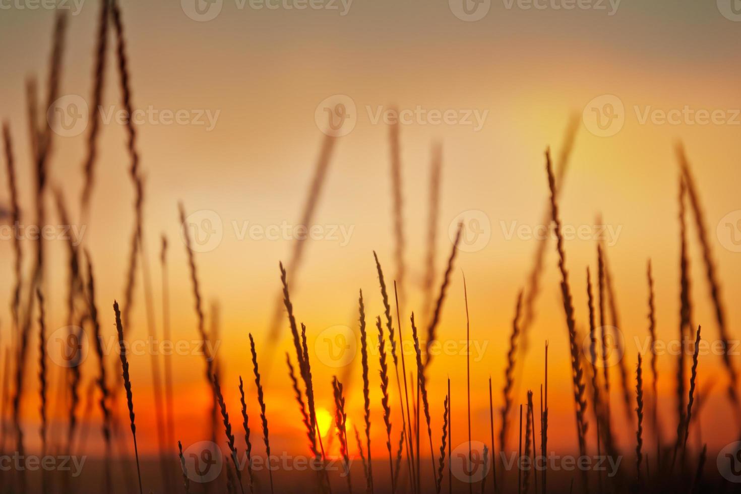spikelets på bakgrunden av solnedgånghimlen foto