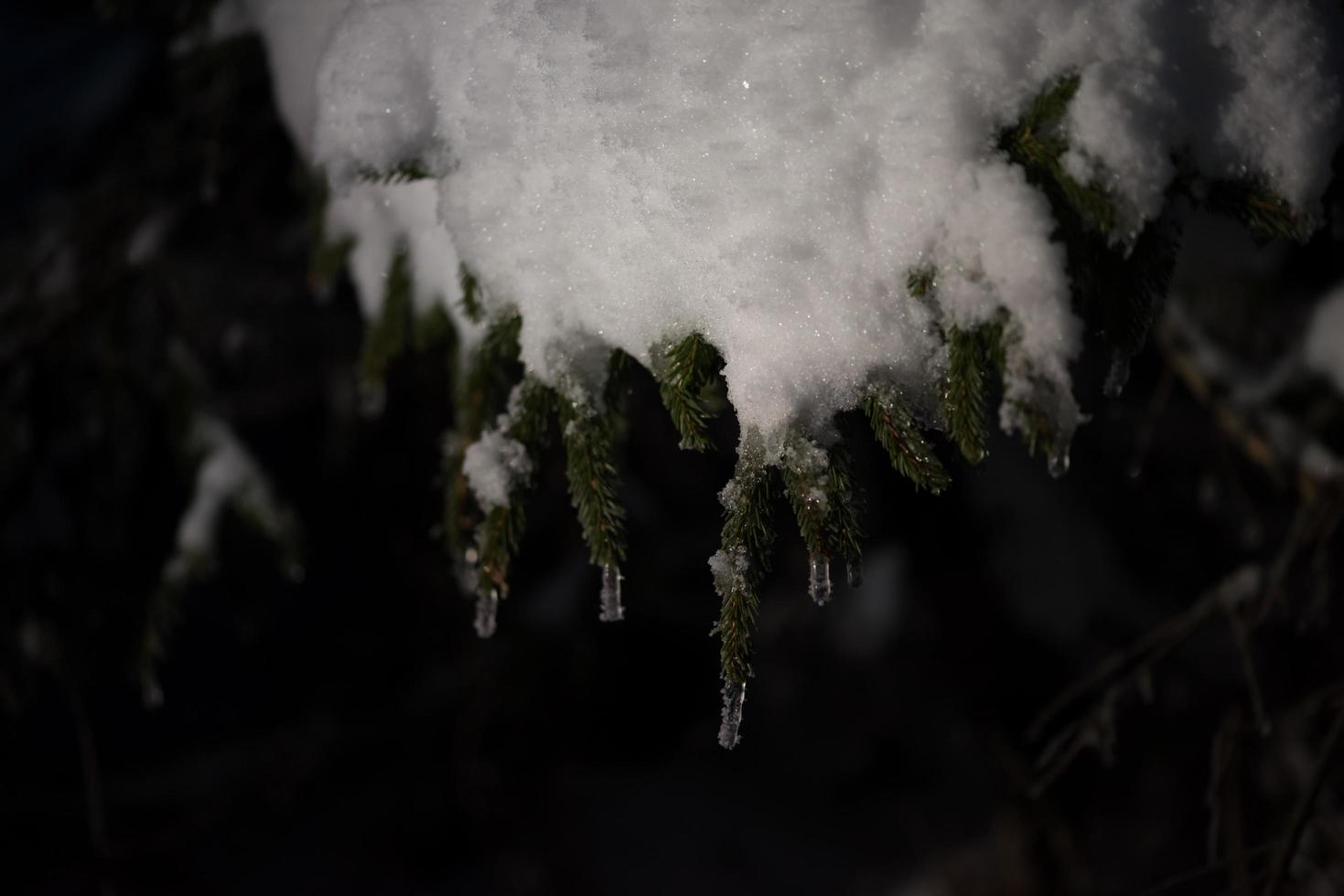 träd täckt med nysnö på vinternatten foto