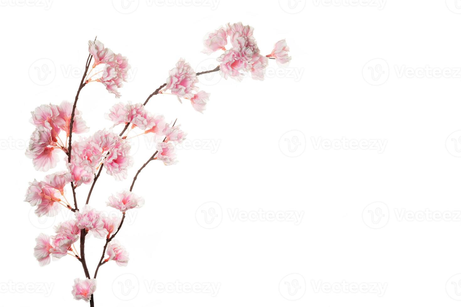 körsbär blomma isolerat på vit bakgrund foto