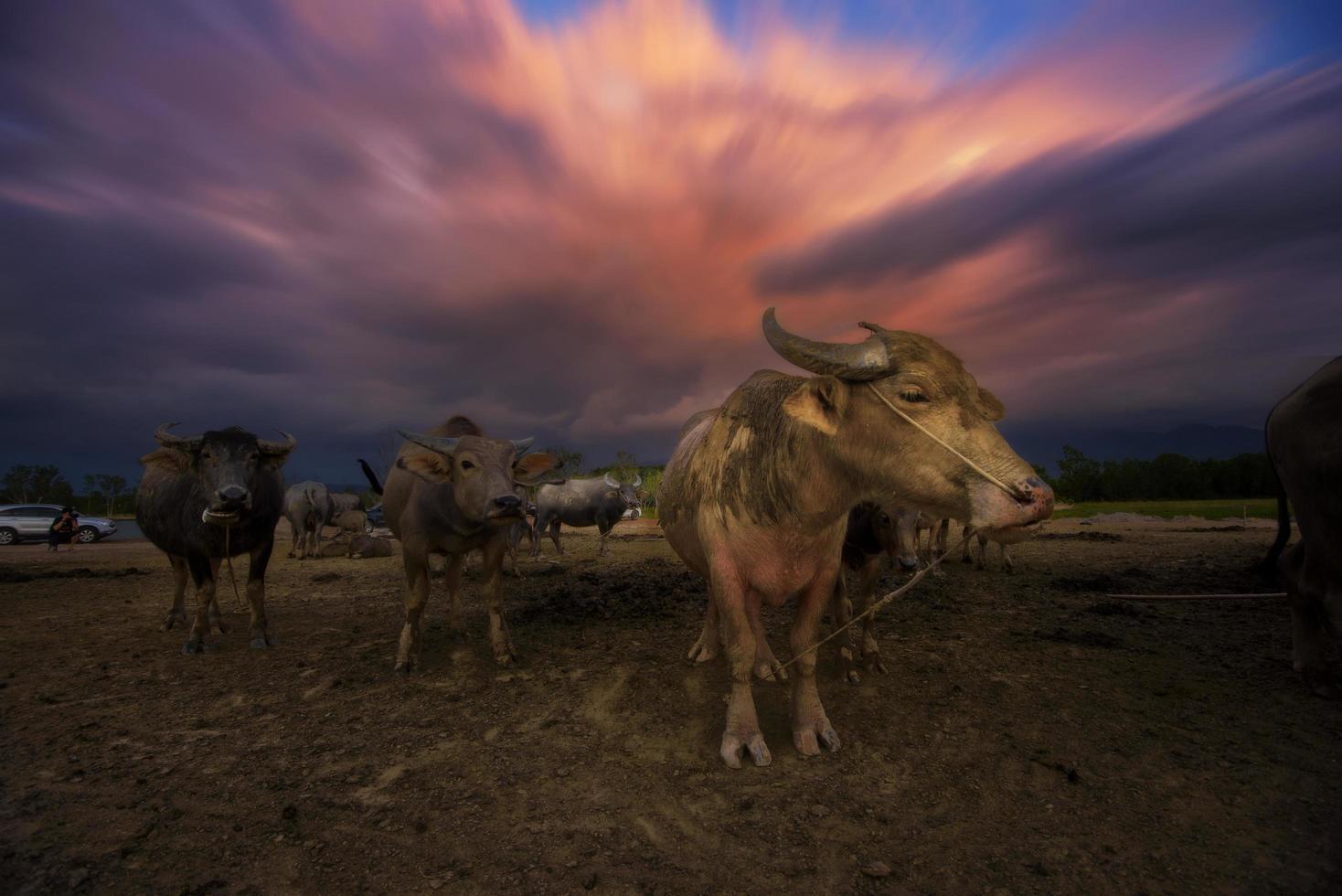 cape buffel står i silhuett på gryning foto