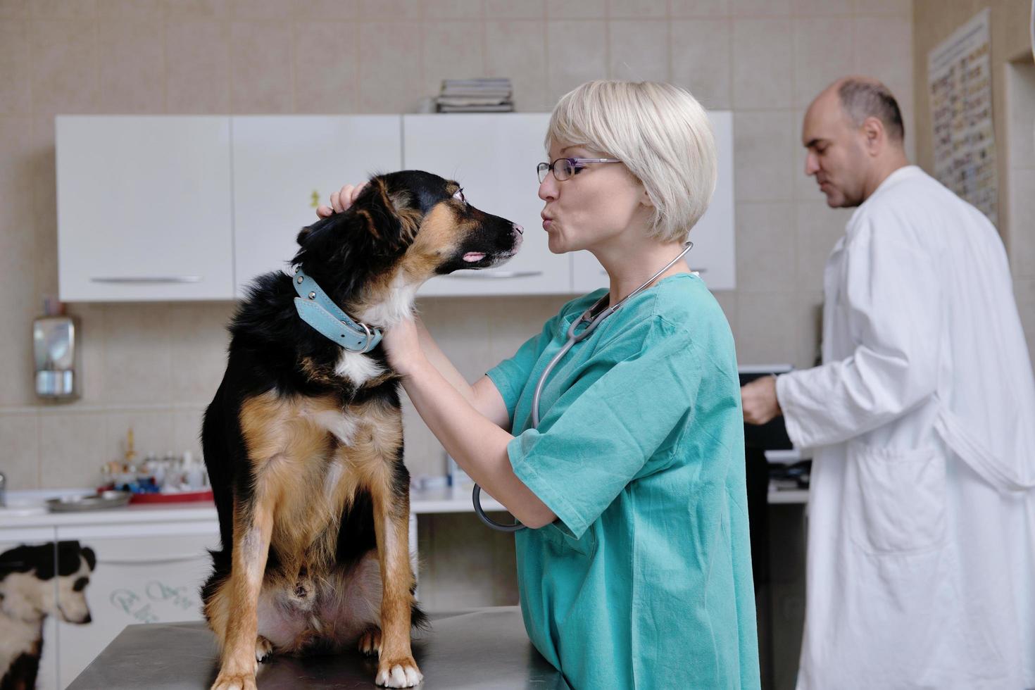 veterinär och assistent i en liten djurklinik foto