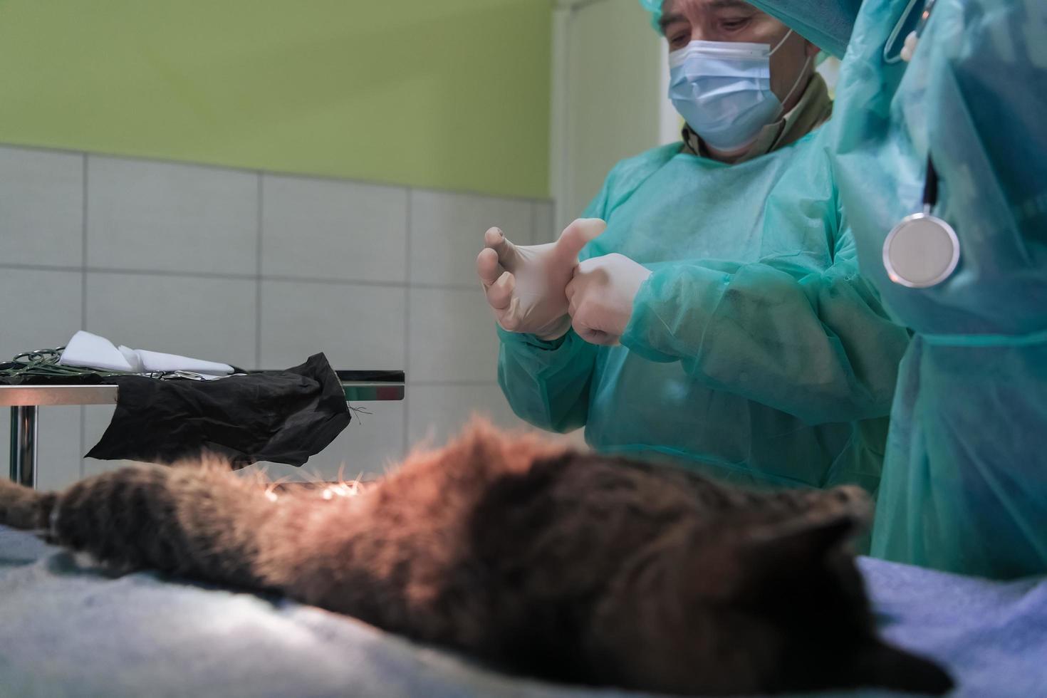 verklig abdominal kirurgi på en katt i en sjukhus miljö foto