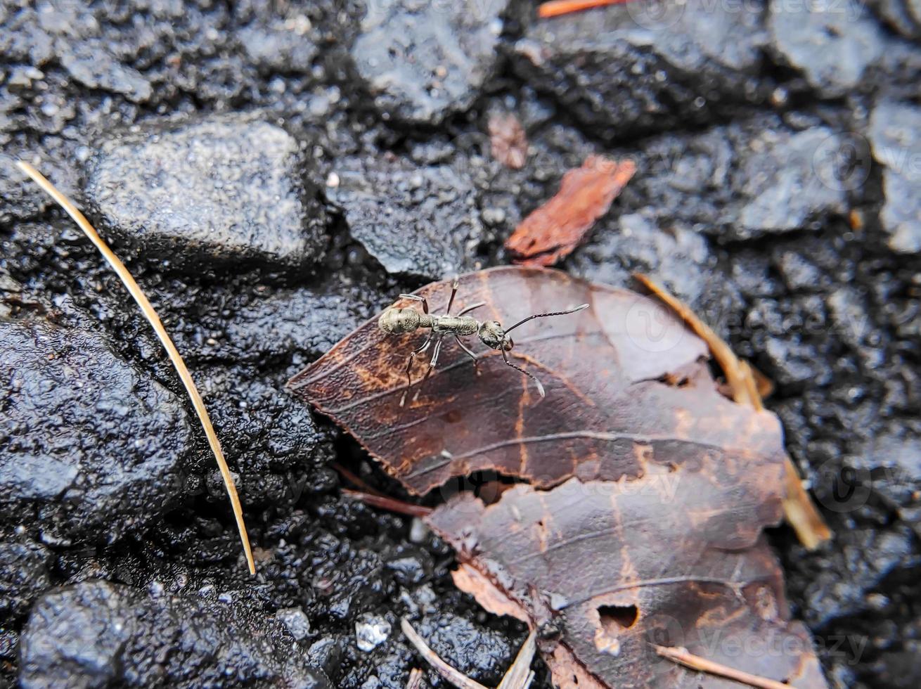 makro Foto av ett myra på svart asfalt