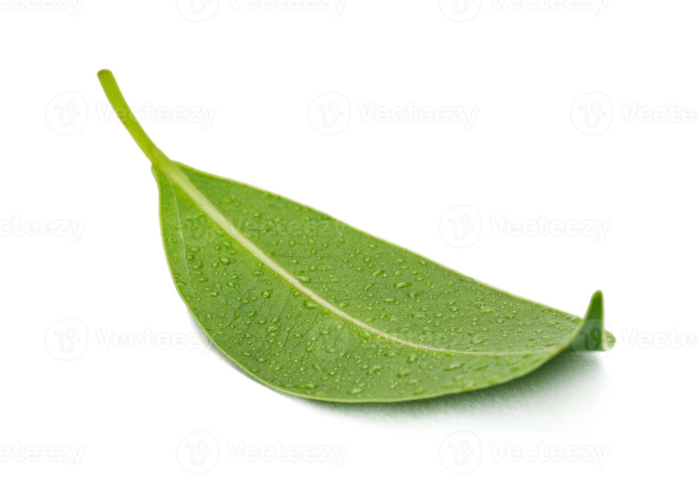 färsk grön löv med vatten släppa makro skott isolera på vit bakgrund foto