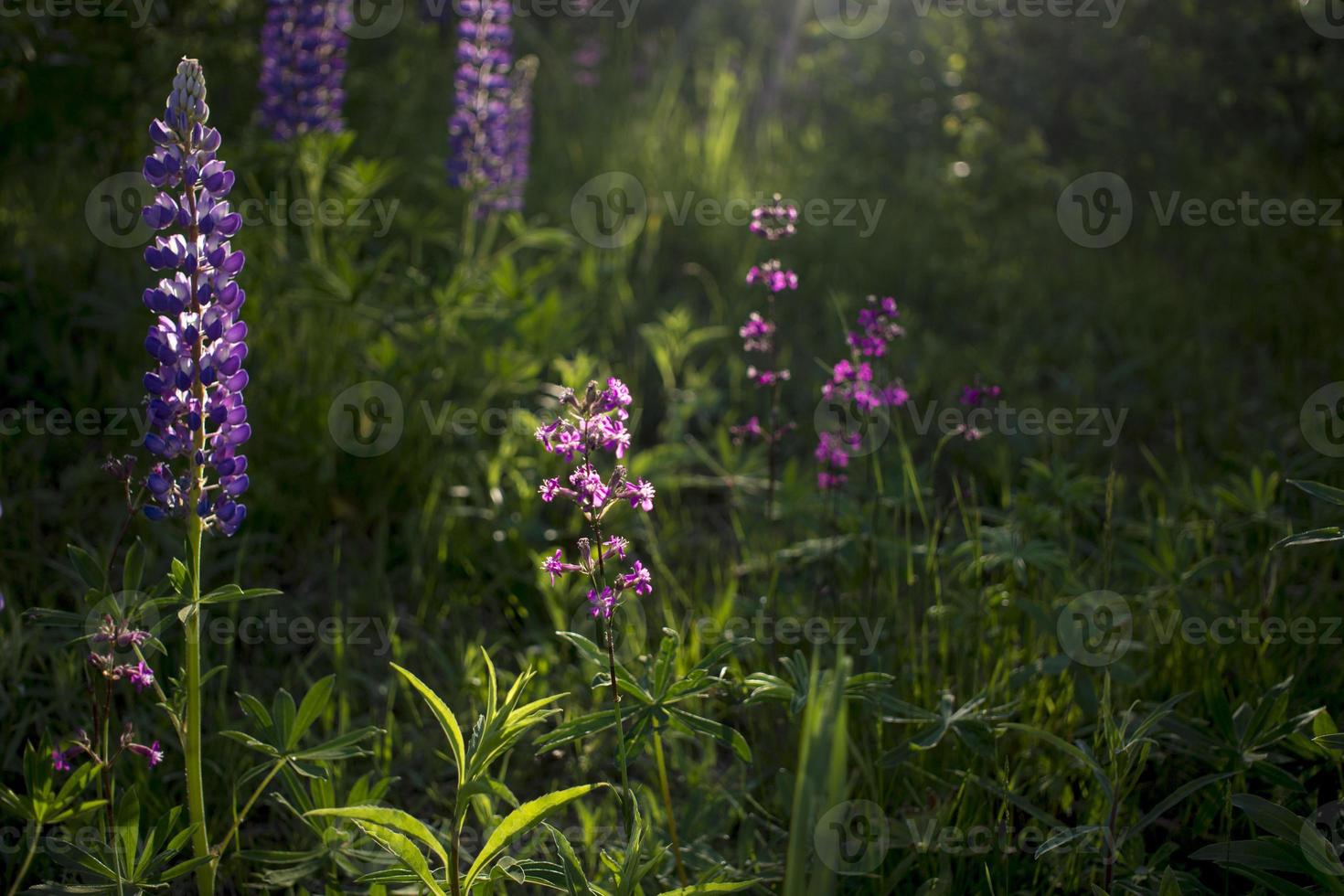 stänga upp av lupin blommor i lampor av de kväll Sol. foto