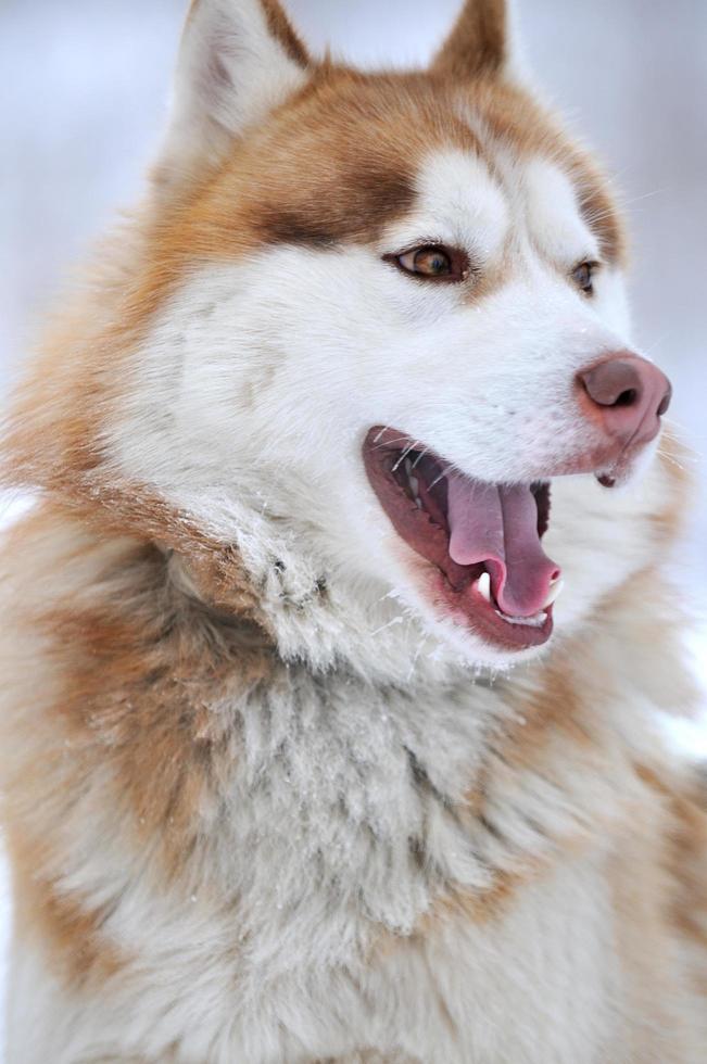 husky på vintern foto