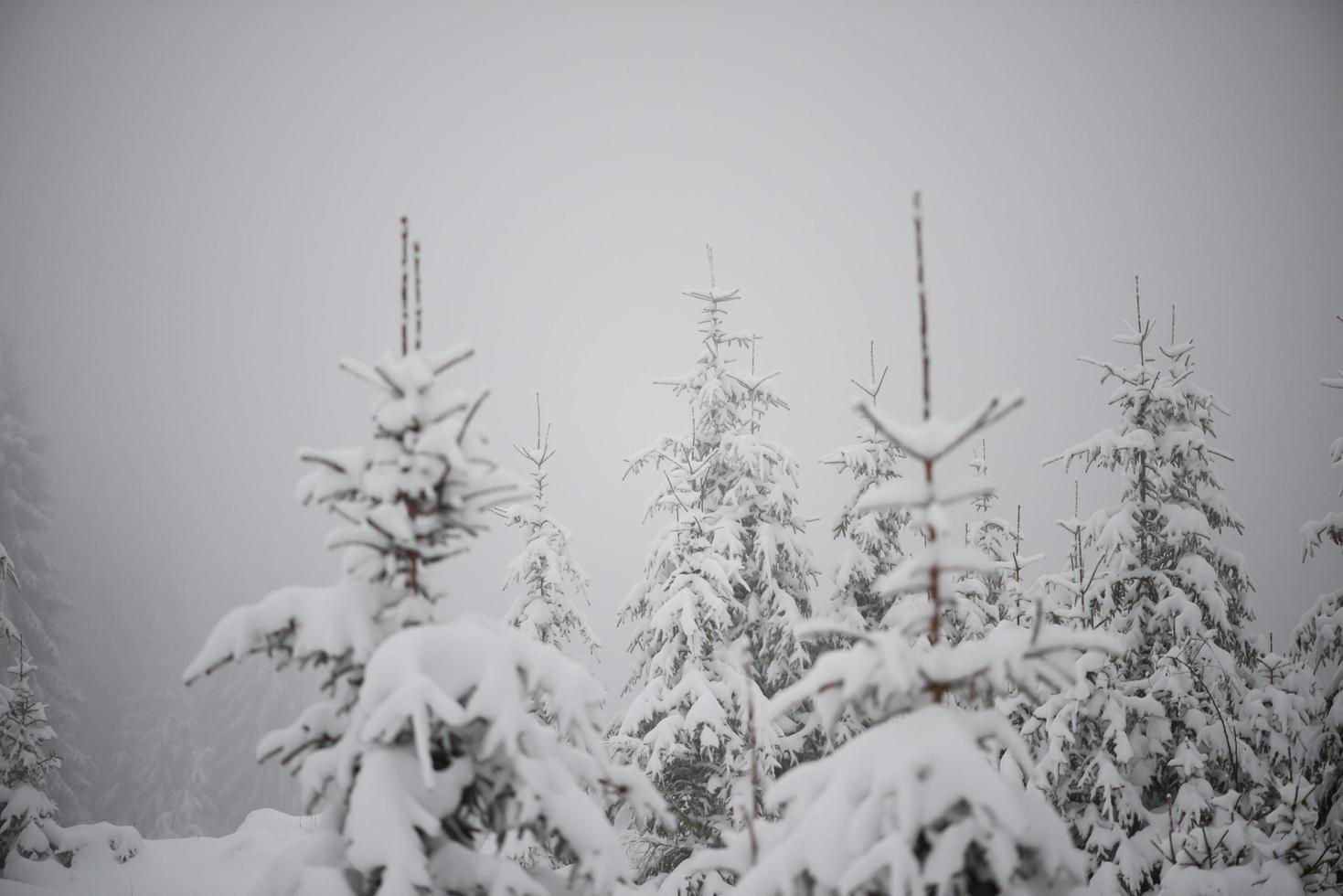 jul vintergröna tall täckt med nysnö foto