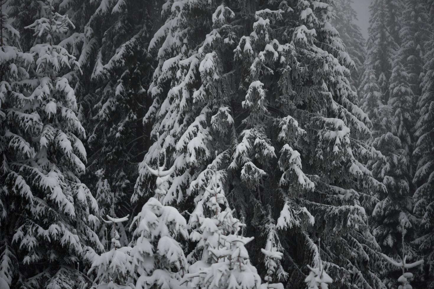 jul vintergröna tall täckt med nysnö foto