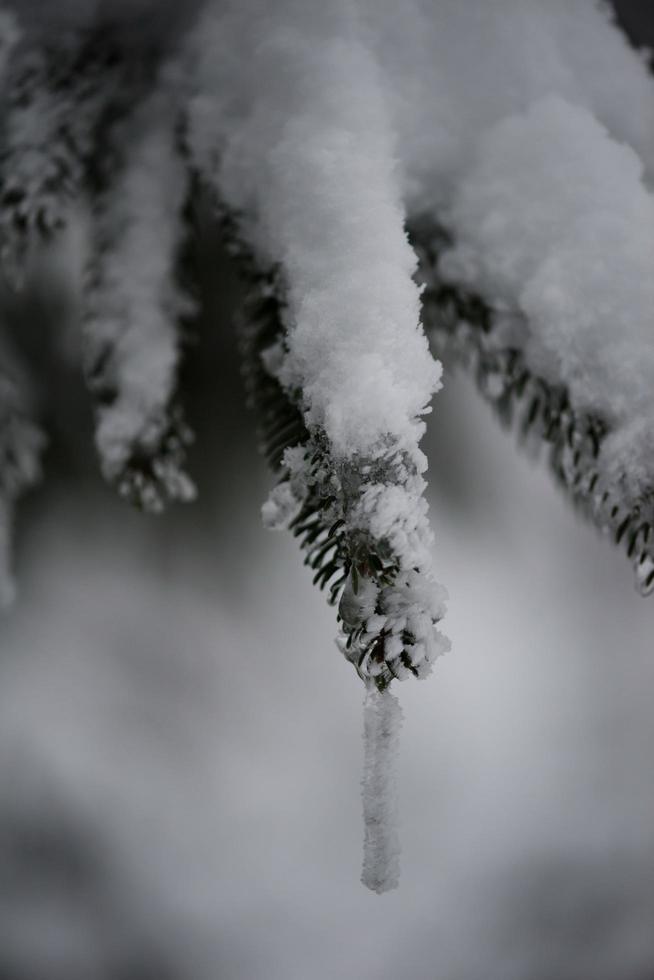 jul vintergröna tall täckt med nysnö foto