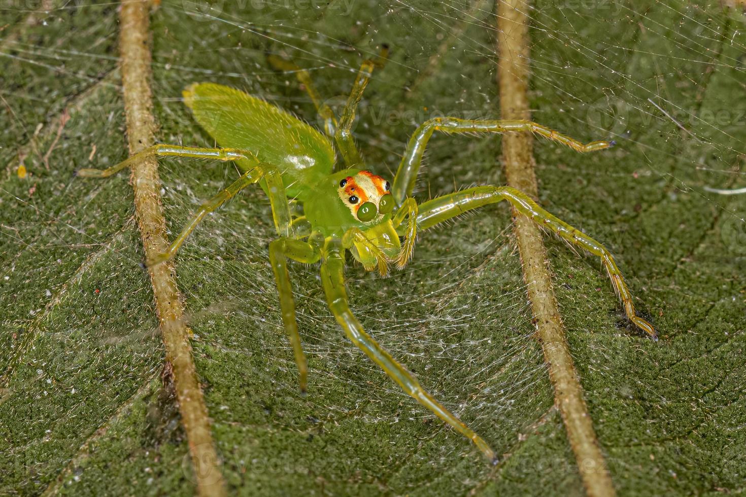 vuxen kvinnlig genomskinlig grön hoppande spindel foto