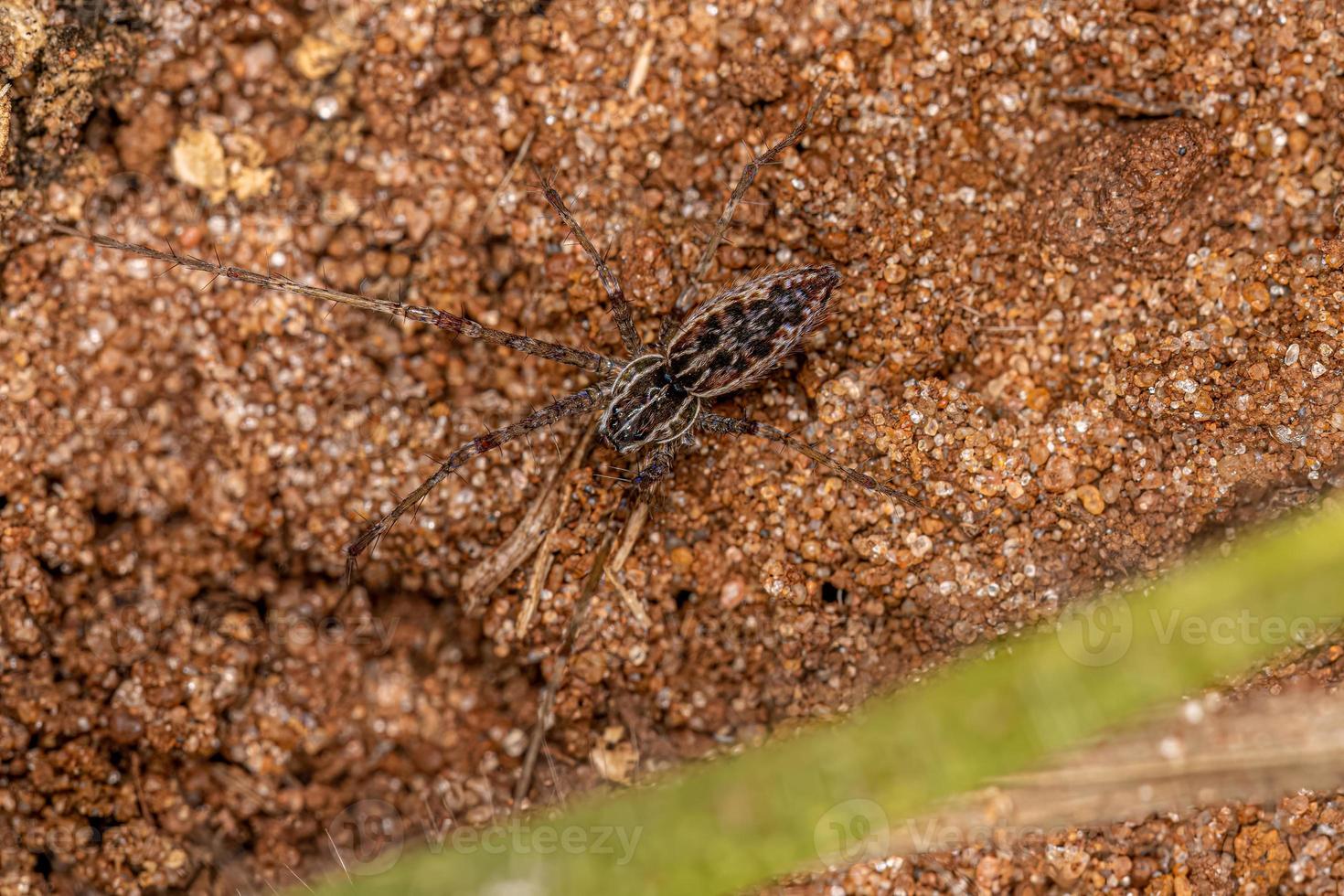 liten plantskola web spindel foto