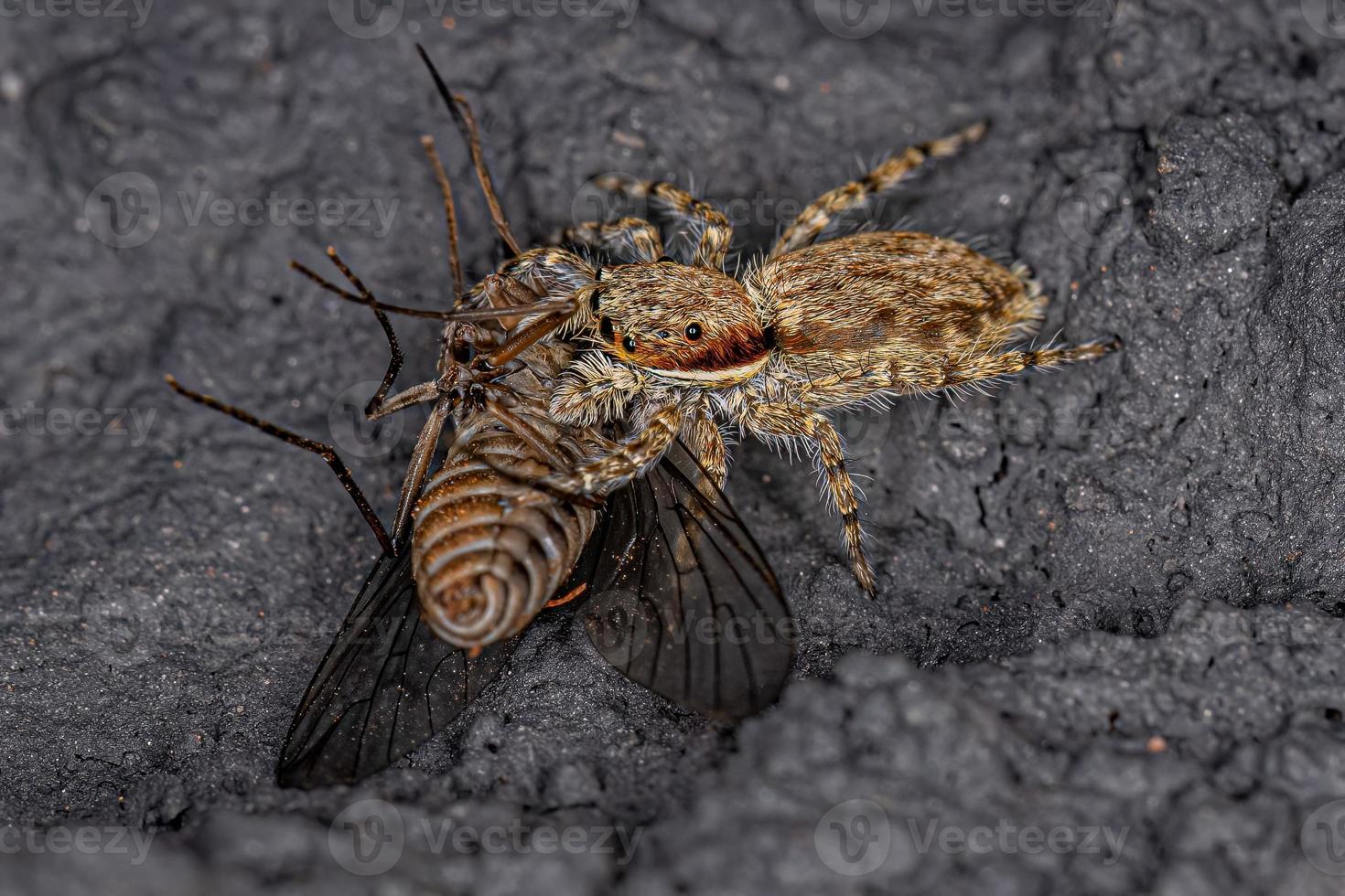 små grå vägg Hoppar Spindel byta på ett vuxen bi flyga foto