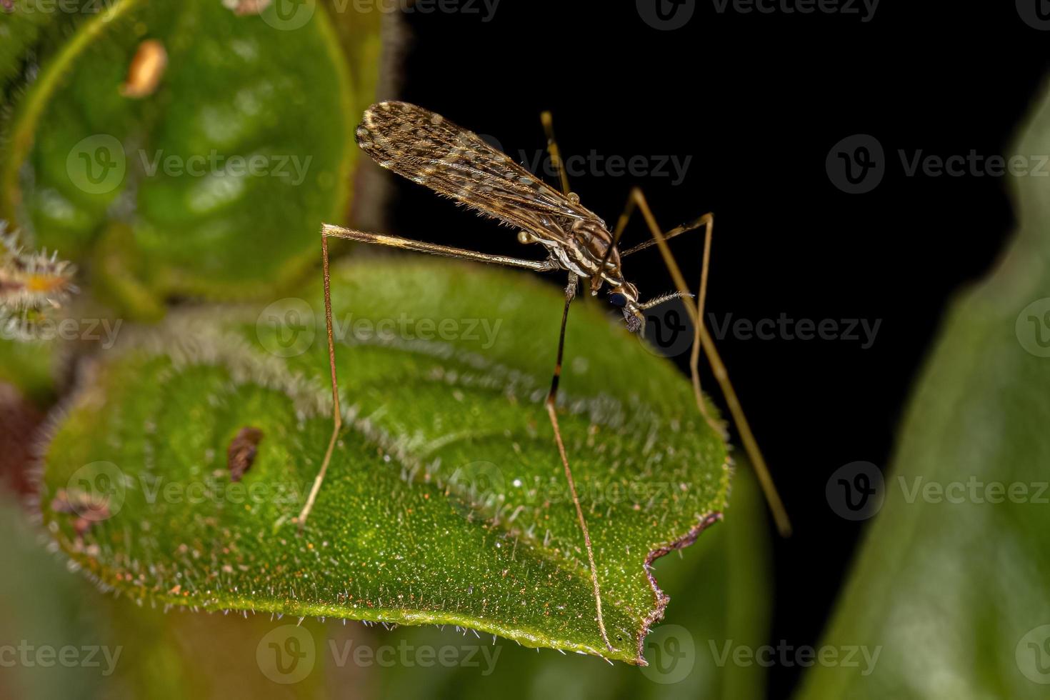 vuxen limoniid kranfluga foto