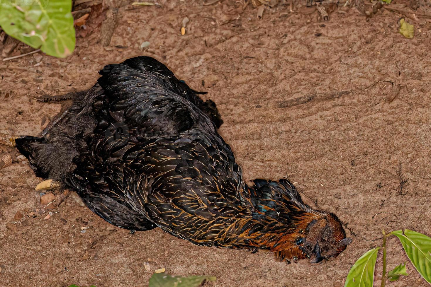död- vuxen svart kyckling foto