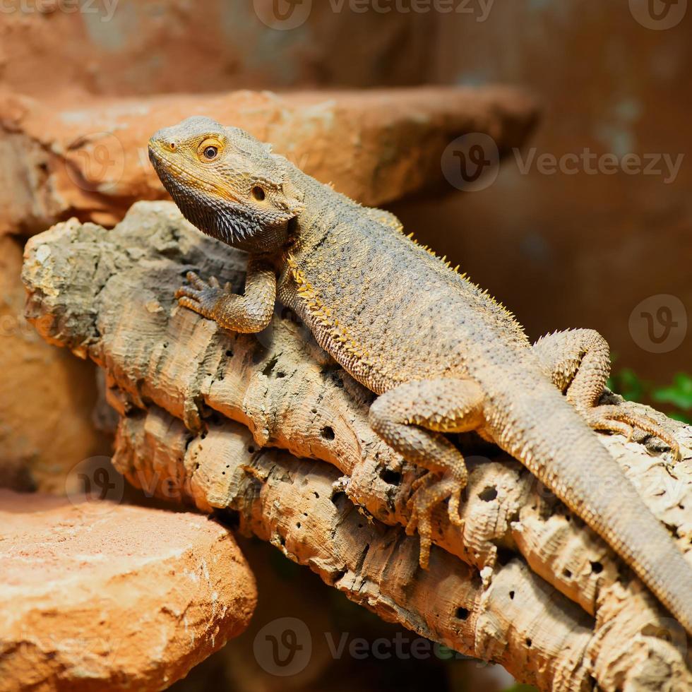 manlig skäggig drake -bartagame-in dess terrarium foto