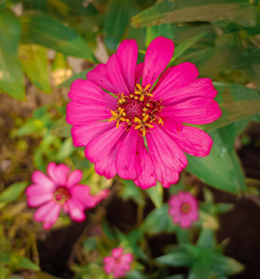 rosa blommor med gröna blad foto