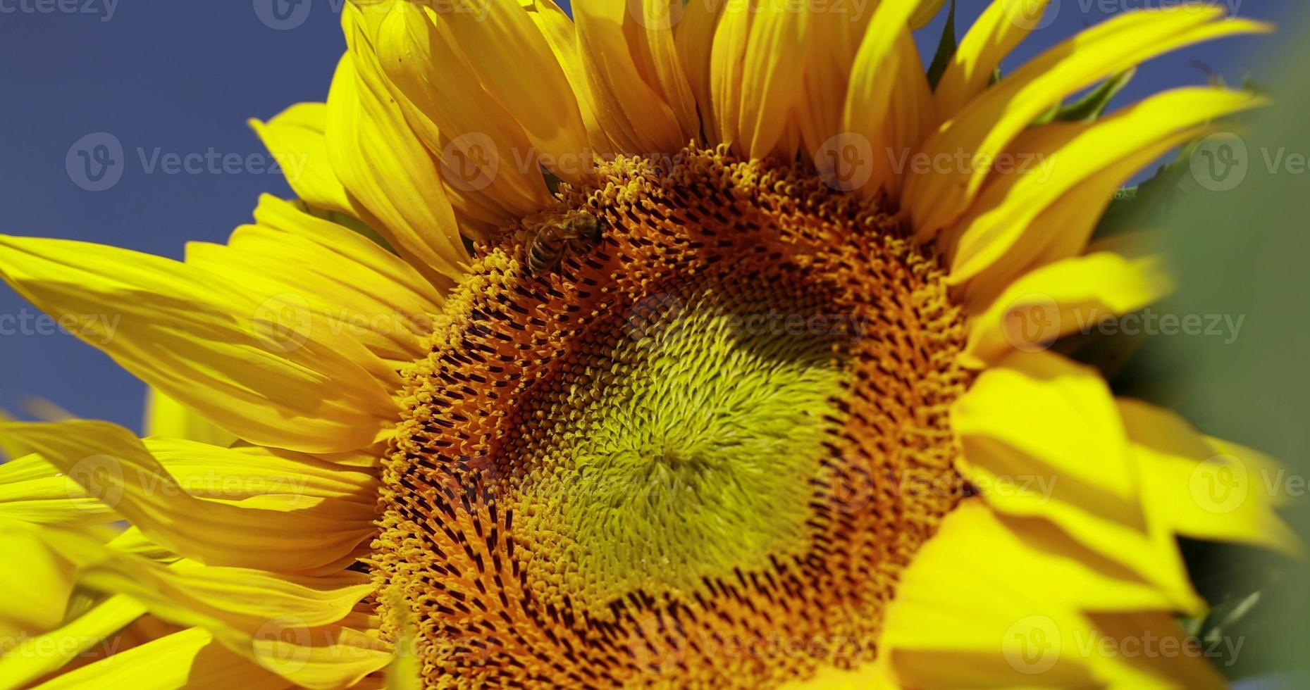 skön blomning blommor solrosor i de fält foto