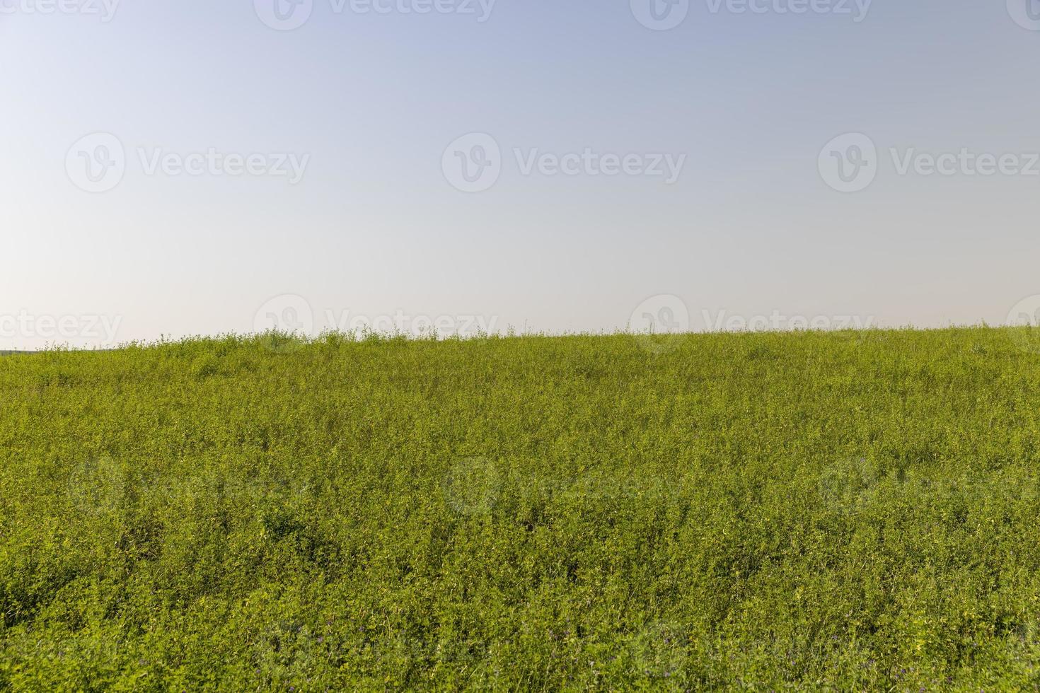 fält med gräs för skörd foder för kor foto