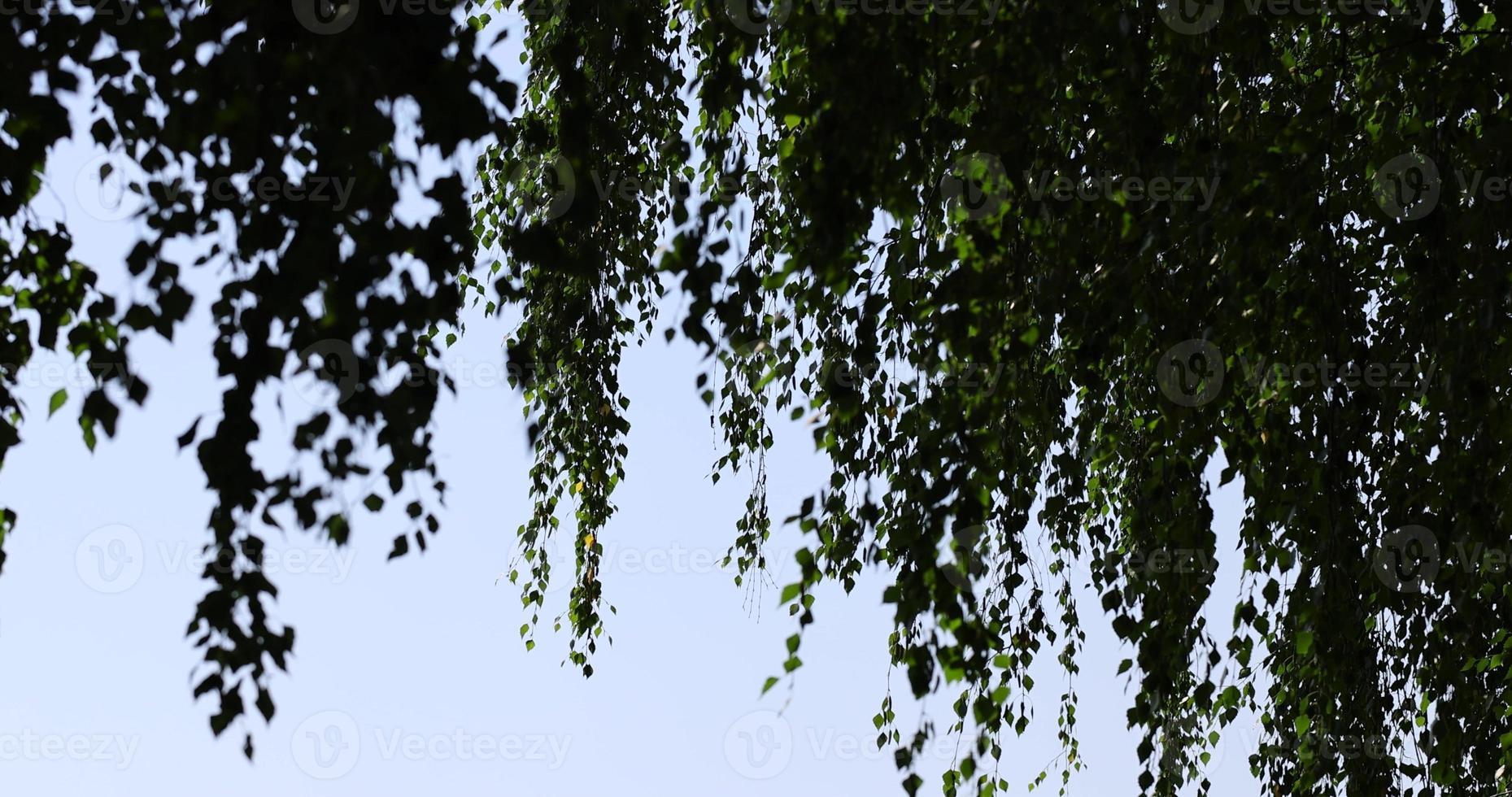 grön björk lövverk i solig blåsigt väder foto