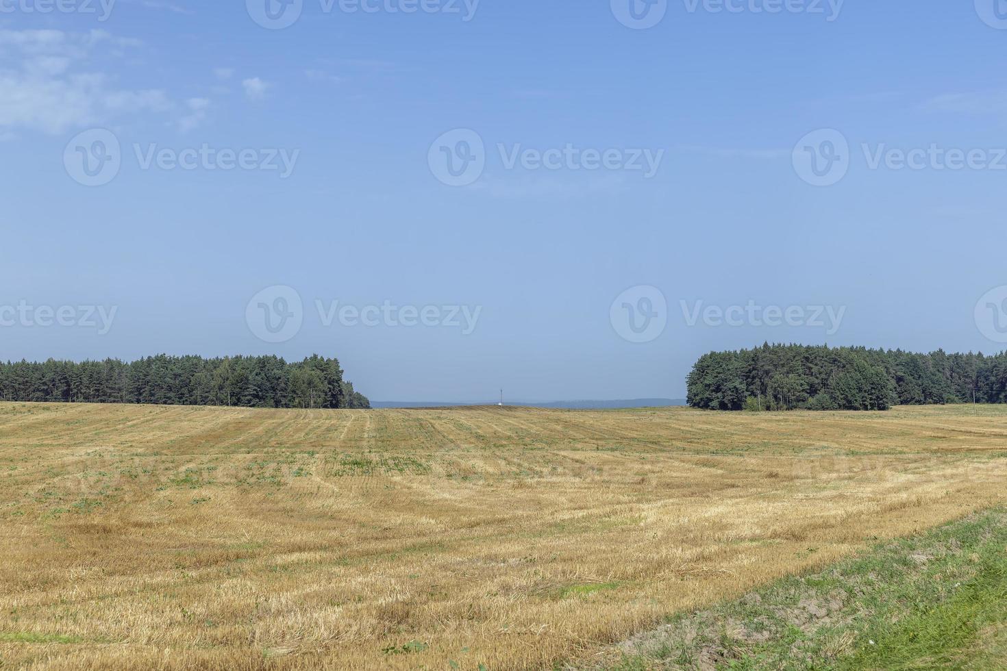 en fält med spannmål i de sommar foto