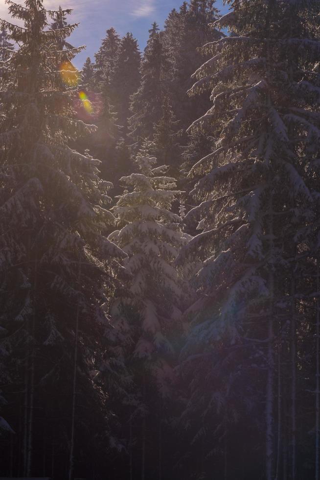 vinter- landskap i skog på solnedgång foto