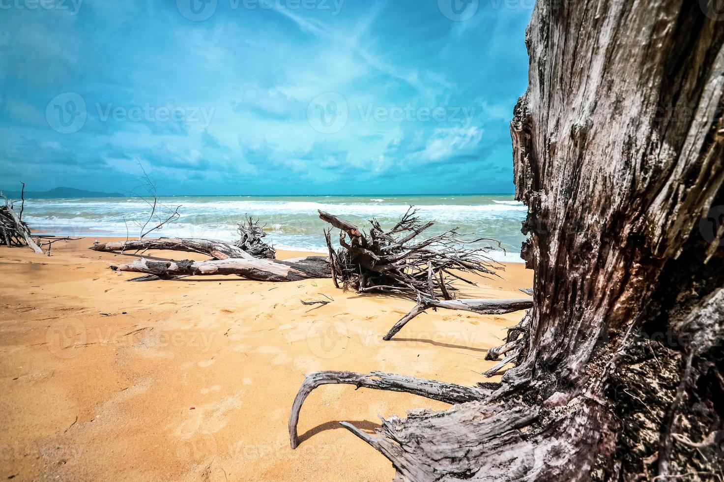 död- träd på skön strand foto