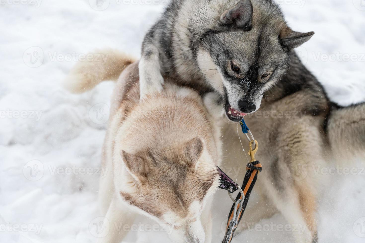 huskyhundar skäller, biter och leker i snö. roliga slädhundar vinterlek. aggressivt siberian husky grin. foto
