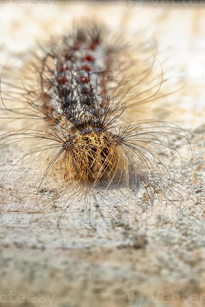 de hårig larv i närbild. selektiv fokus foto