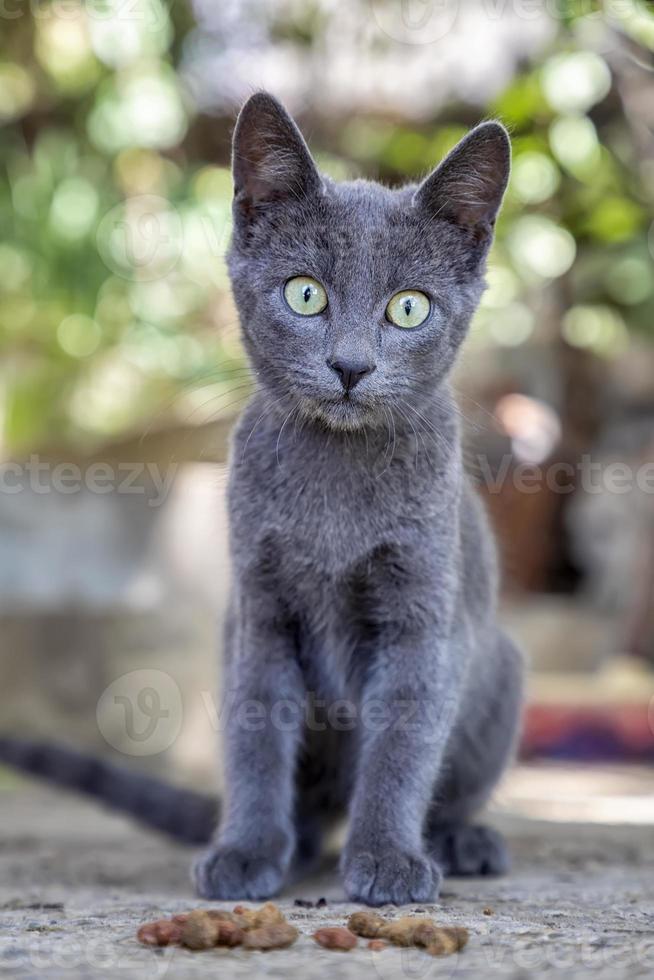 porträtt av en söt grå katt med skön ögon. vertikal se foto