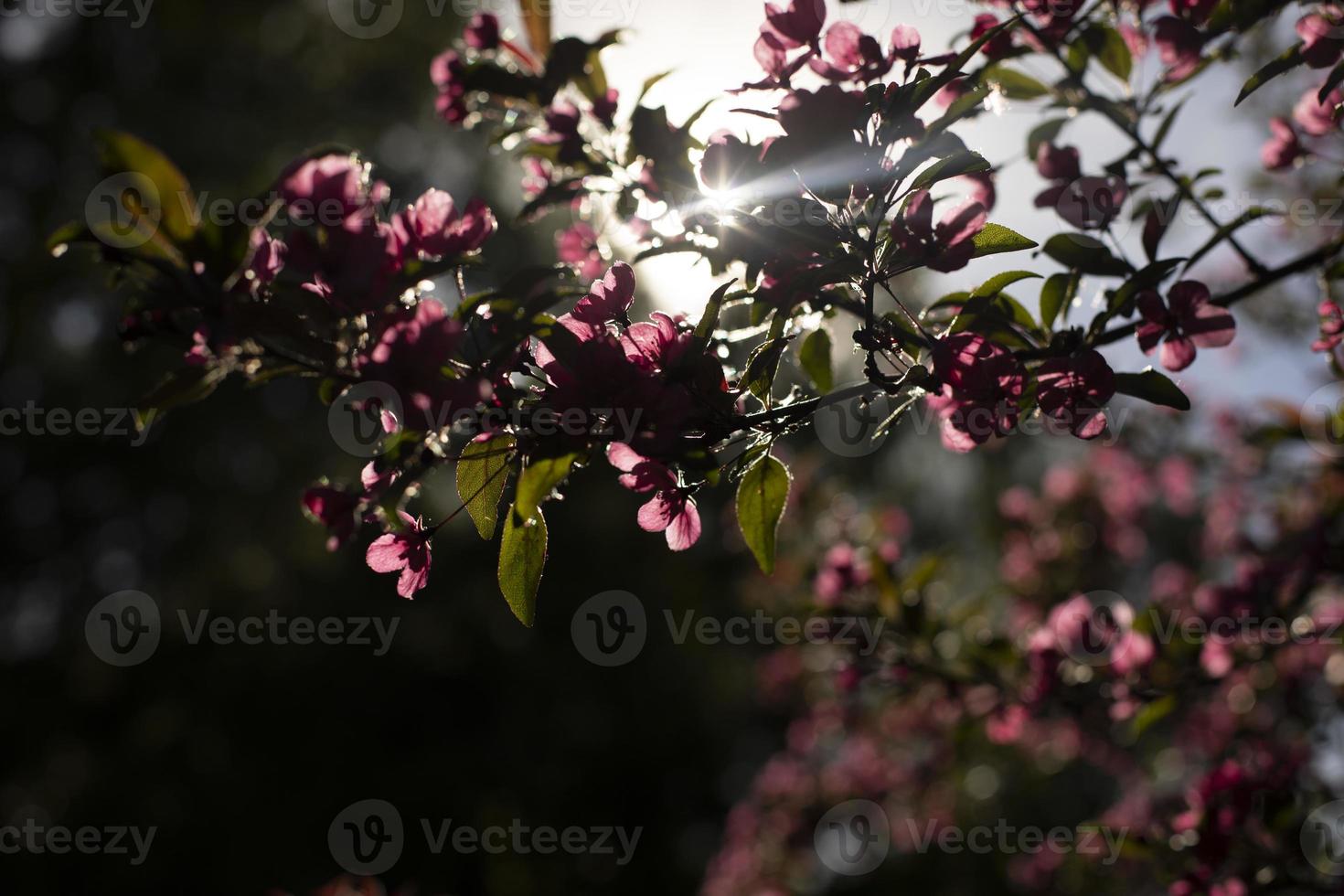 blommande av äpple träd i trädgård. blommor i solljus. foto