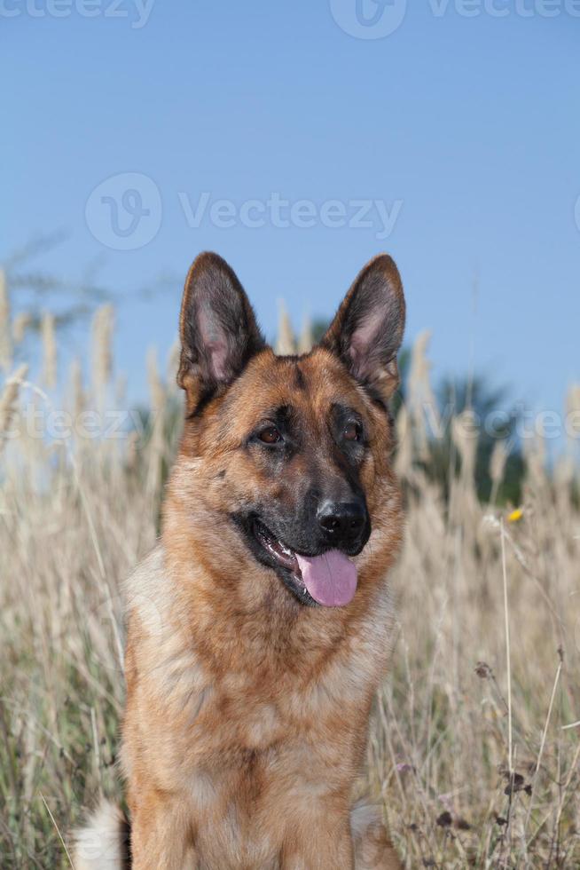renrasig tysk herdehund foto