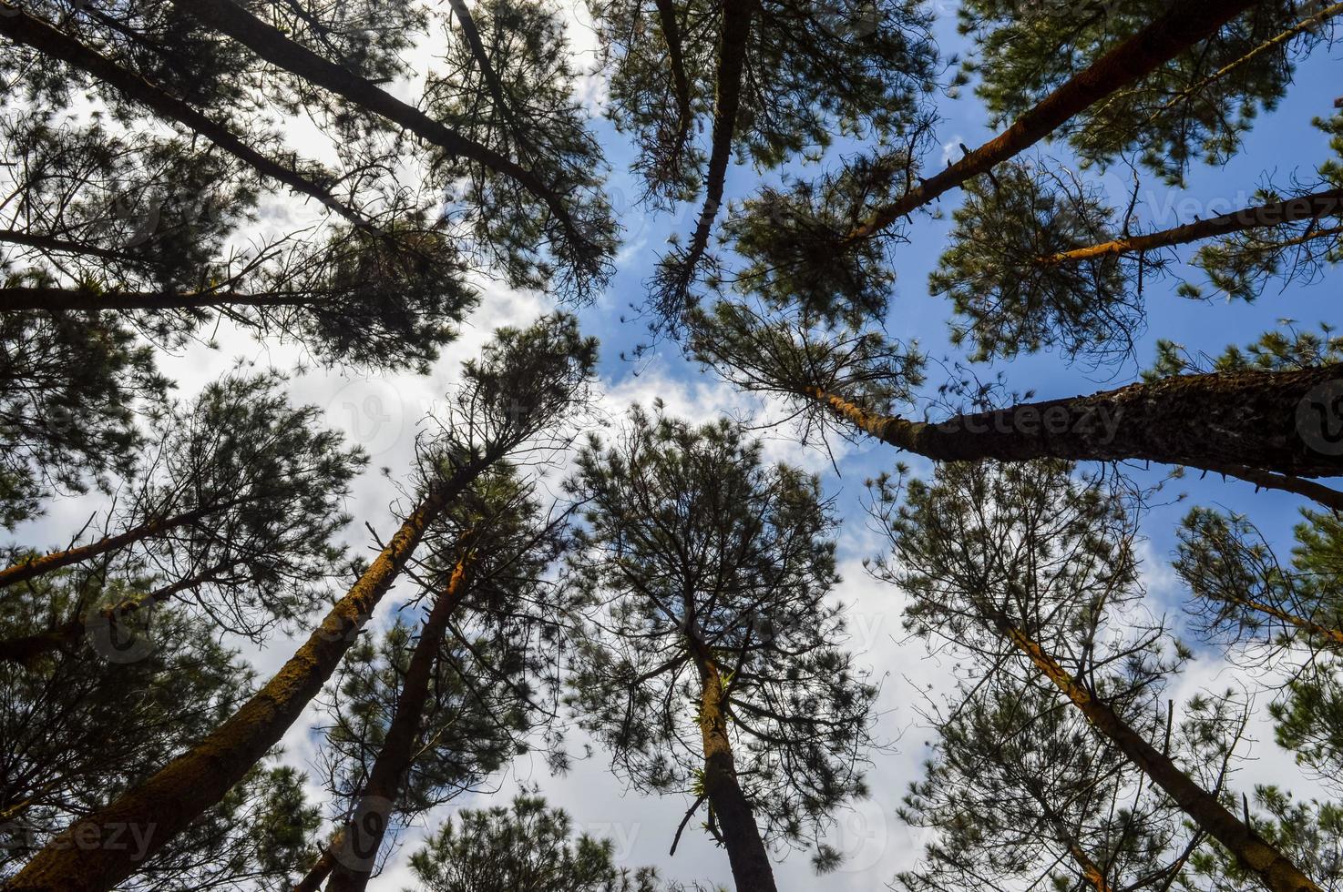 låg vinkel se av tall träd som visar de skam av de krona i de tall skog av mangunan, yogyakarta foto