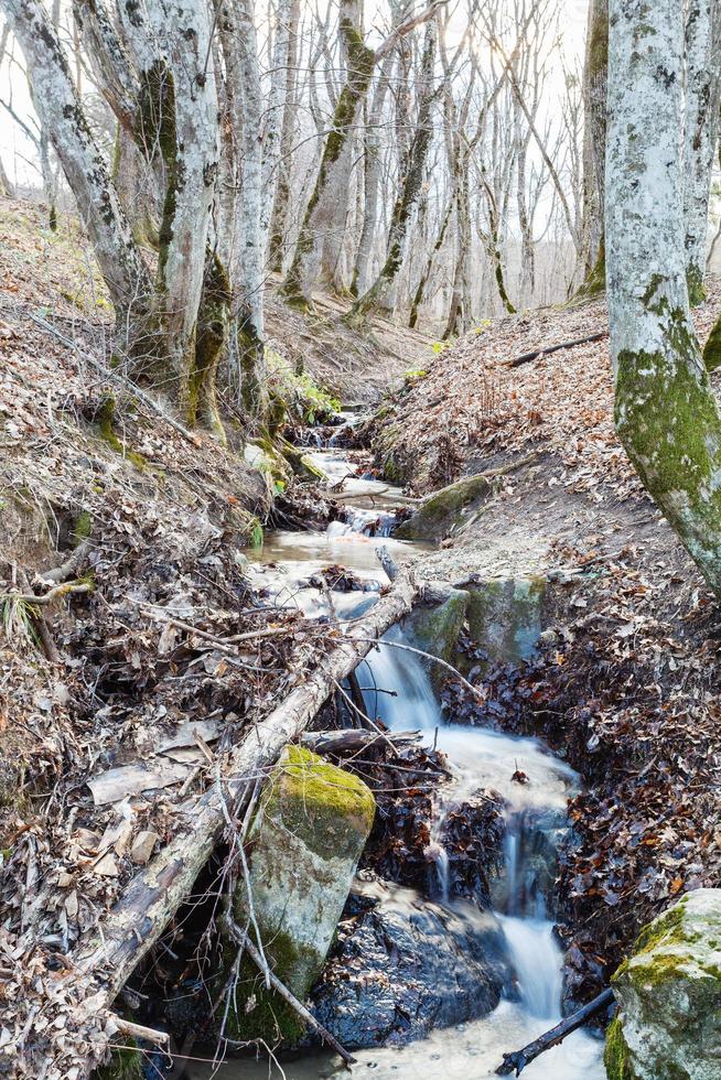 naturskön med bäck i berg trän i vår foto